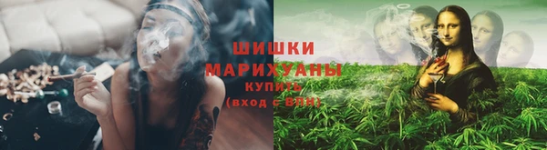 прущие грибы Елабуга
